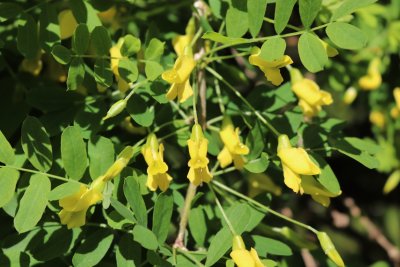 Caragana arborescens 'Pendula' - čimišník obecný - květu